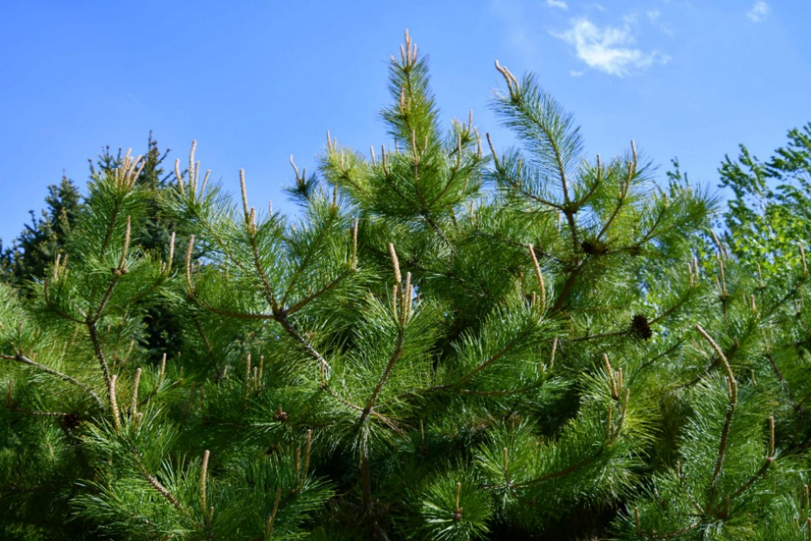 馬尾松 拉丁名：Pinus massoniana Lamb