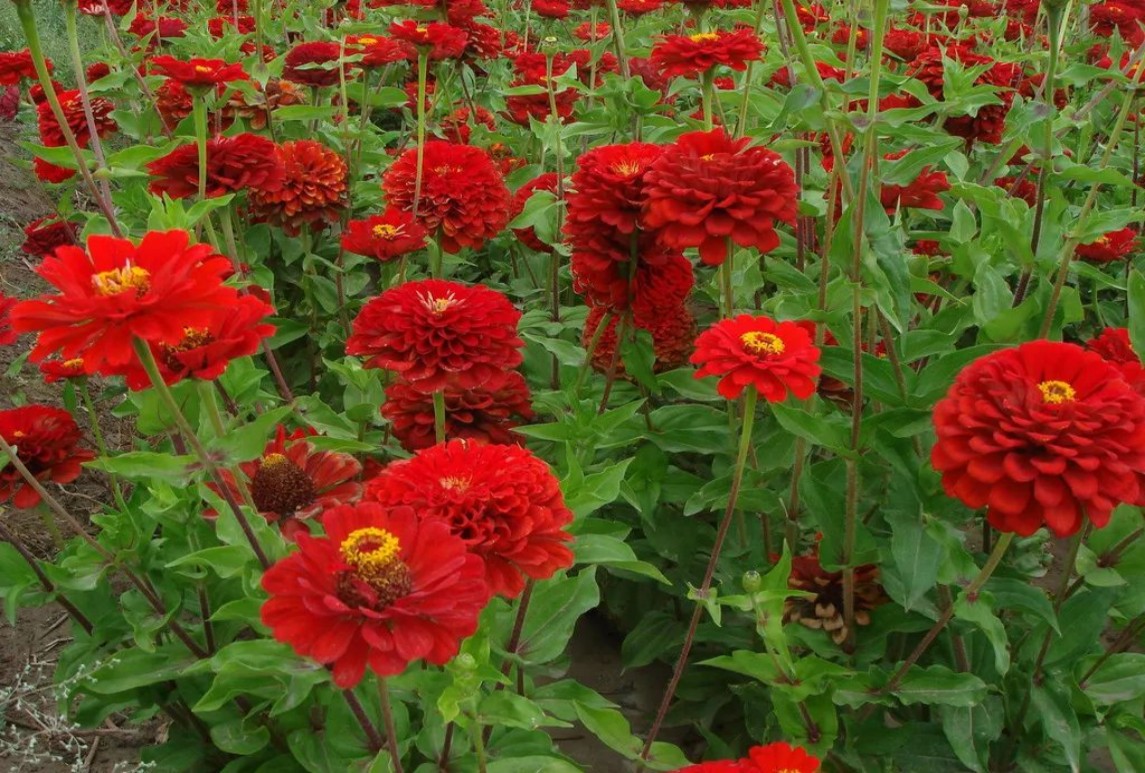 園林常用紅色系草花合集