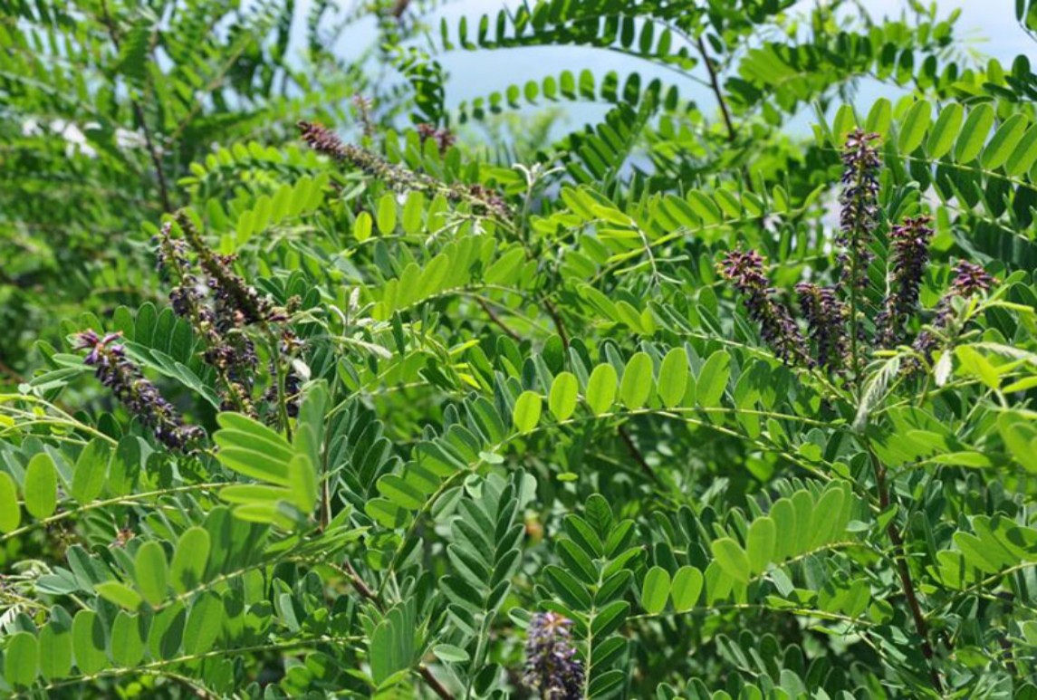 耐鹽堿植物（常用綠化草種）簡(jiǎn)要概括