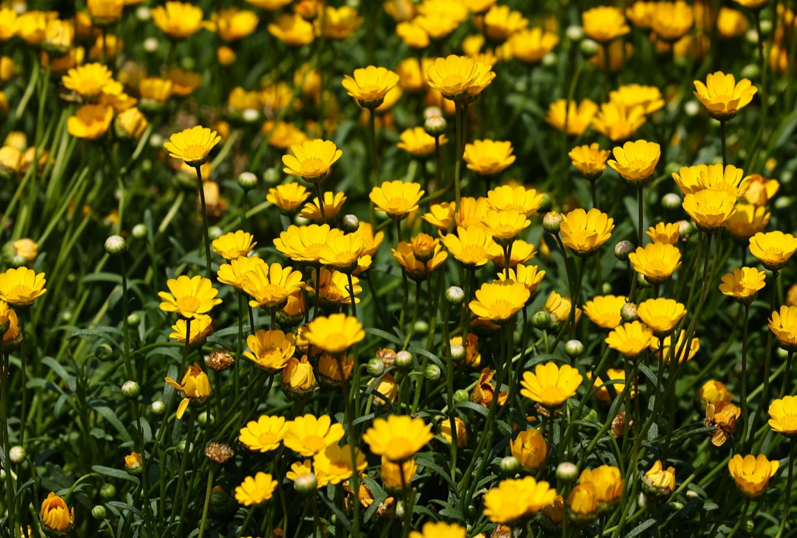 園林常用黃色系草花合集